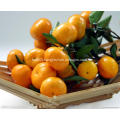 Nanfeng fresh sweet baby mandarin